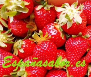 fresas-españasabor01