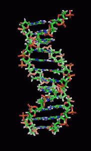 Animación de la estructura de una sección de ADN. Las bases se encuentran horizontalmente entre las dos hebras en espiral.