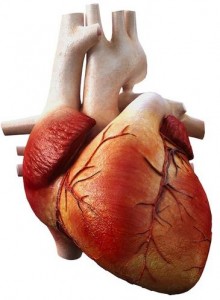 Los factores biológicos de una salud cardiovascular ideal implican niveles de presión arterial sistólica y diastólica por debajo de 120 y 80 mmHg, respectivamente. / Wikimedia 
