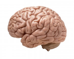 cerebro (1)