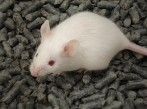 ratone de laboratorio