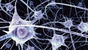 B0004164 Neurons in the brain - illustration