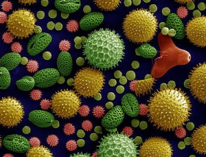 Granos de polen al microscopio electrónico. Dartmouth Electron Microscope Facility
