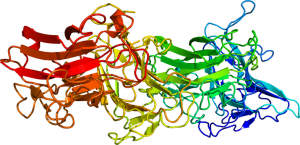 Molécula de la reelina, una proteína implicada en la neuroplasticidad neuronal - Wikipedia